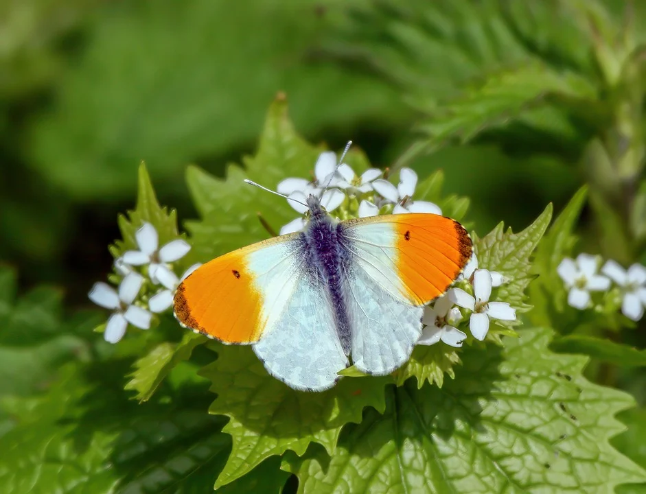 Orange Tip Butterfly